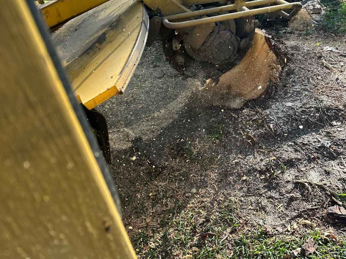 El Costeño Tree Service LLC